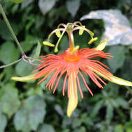 Passiflora jorullensis Kunth的圖片