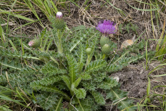 Image of dwarf thistle