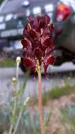 Image of roadside toadflax