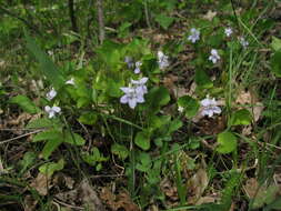 Image of Viola tanaitica Grosset