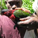 Image of Purple-bellied Lory