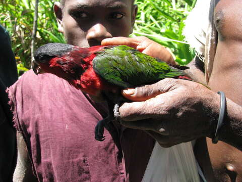 Image of Purple-bellied Lory