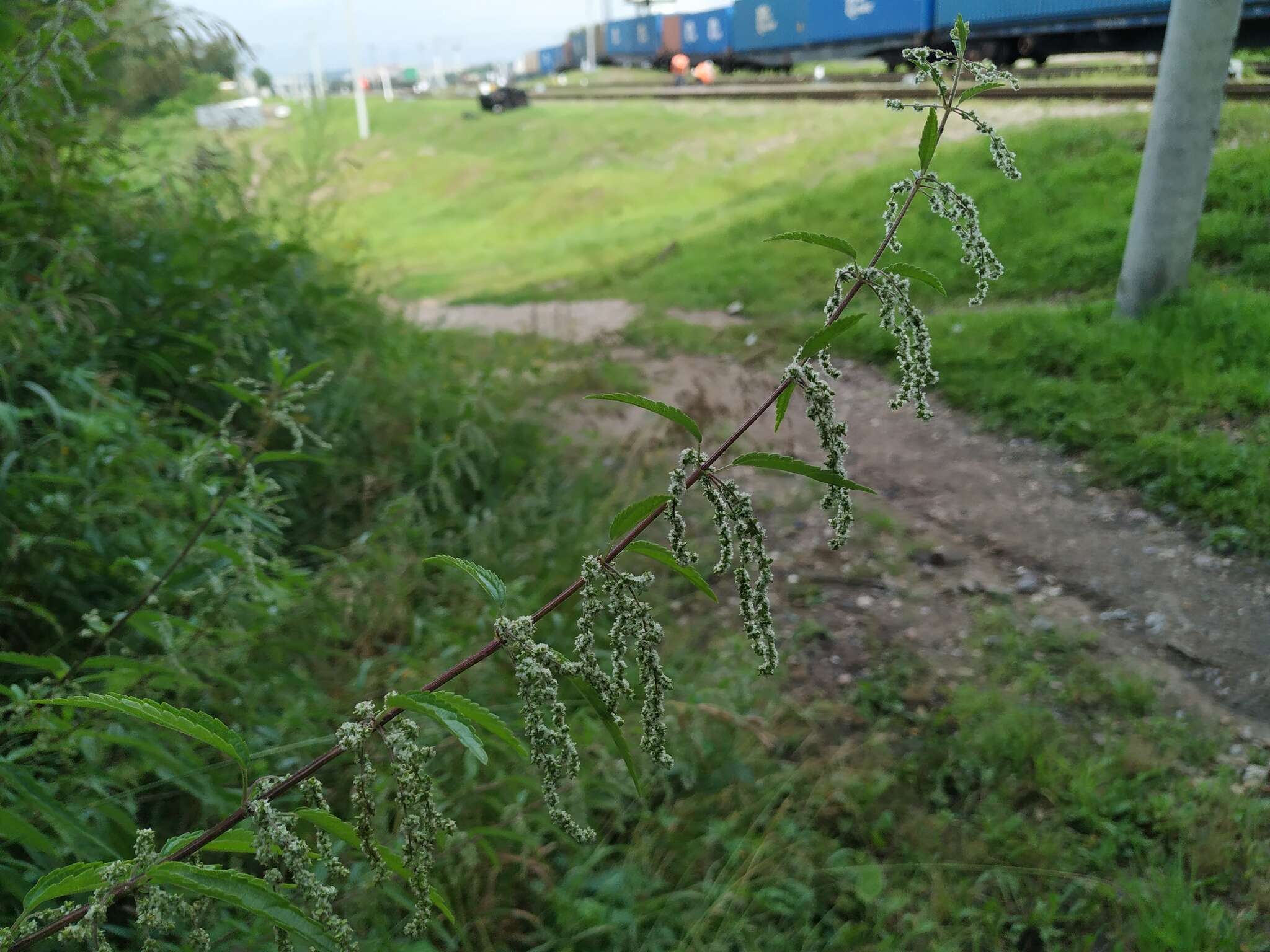 Image of Urtica angustifolia Fisch. ex Hornem.