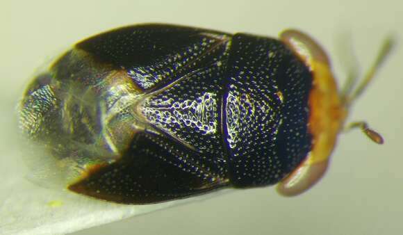 Image of Geocoris (Piocoris) erythrocephala (Lepelitier & Serville 1825)