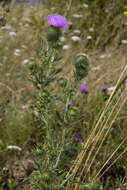 Image of Spear Thistle