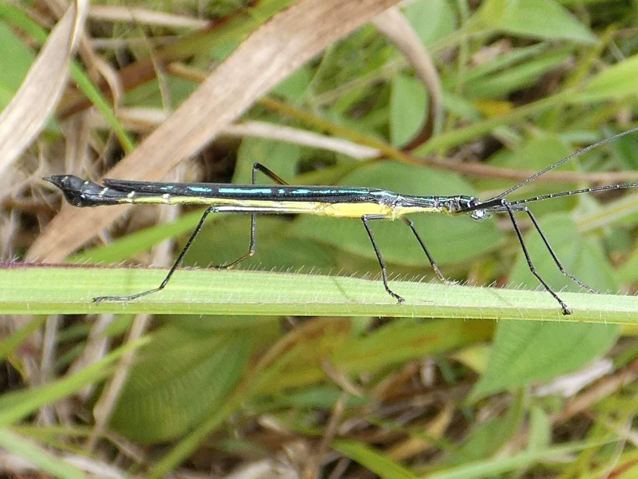 Image of Cesaphasma panamensis (Piza 1979)