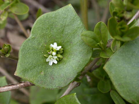 Image of Indian lettuce