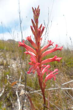 Imagem de Tritoniopsis antholyza (Poir.) Goldblatt