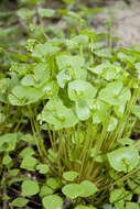 Image of Indian lettuce