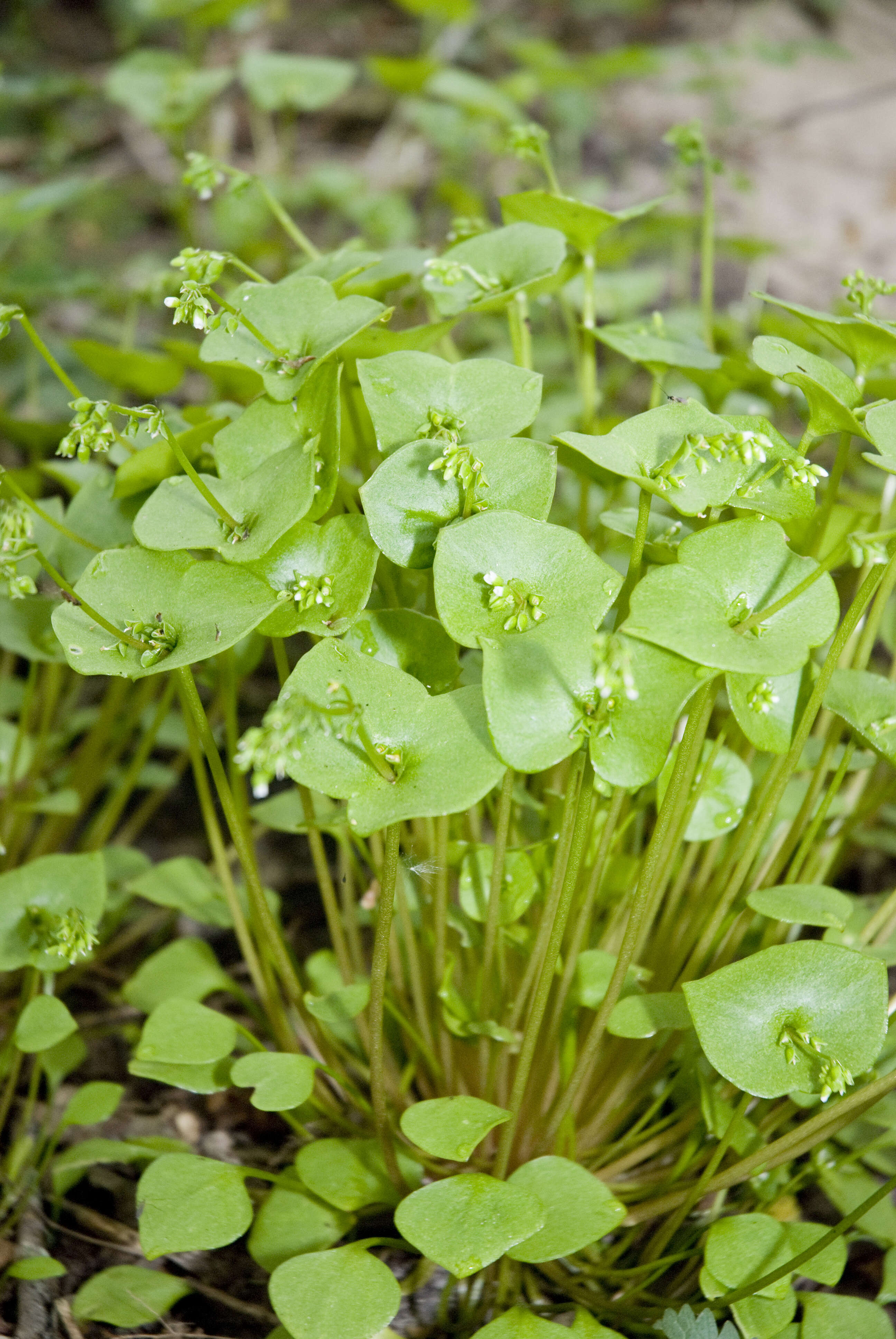 Image of Indian lettuce