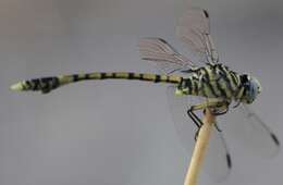 صورة Ictinogomphus dundoensis Pinhey 1961