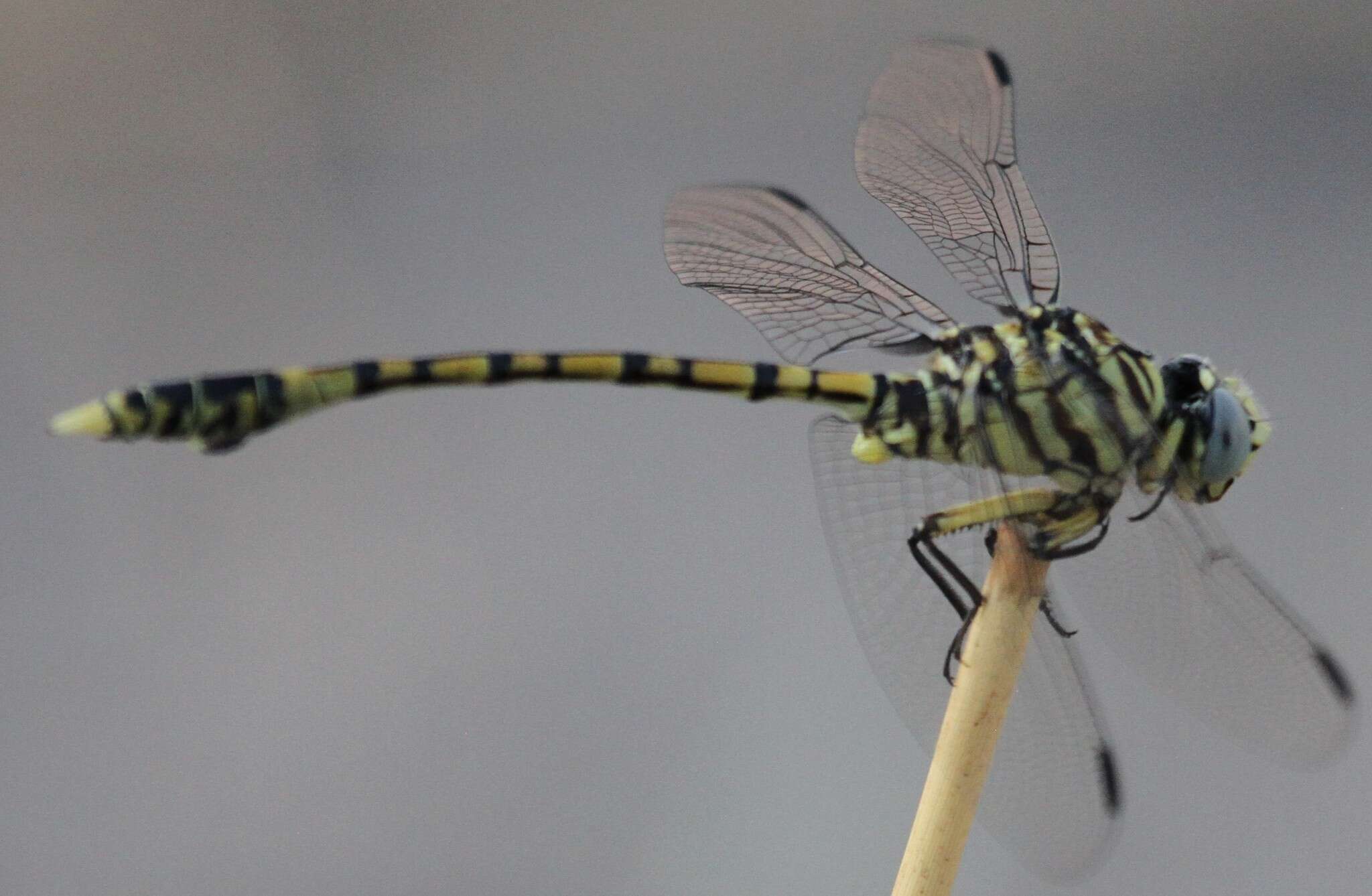 صورة Ictinogomphus dundoensis Pinhey 1961