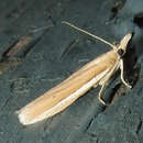 Pima albiplagiatella Packard 1874的圖片