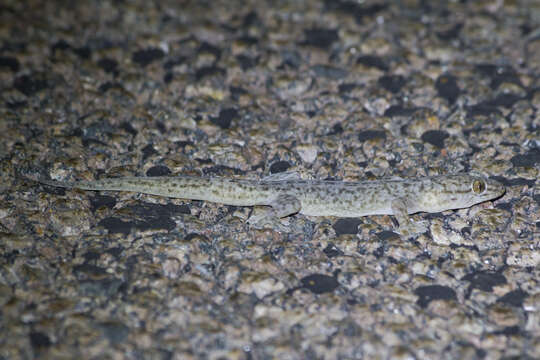 Image of House Gecko