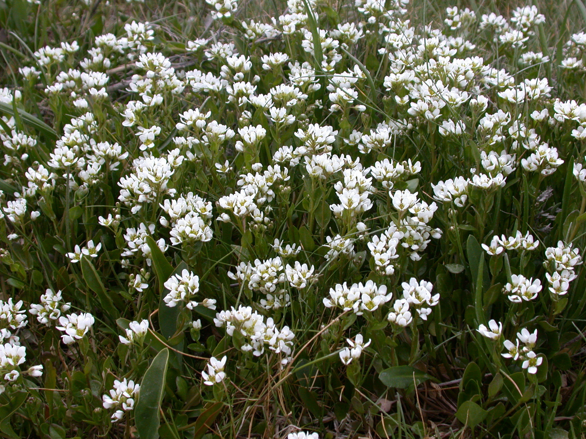 Cochlearia anglica (rights holder: Olivier Pichard)