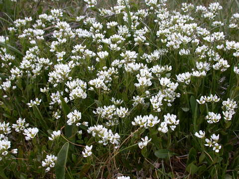 Image of Cochlearia anglica L.