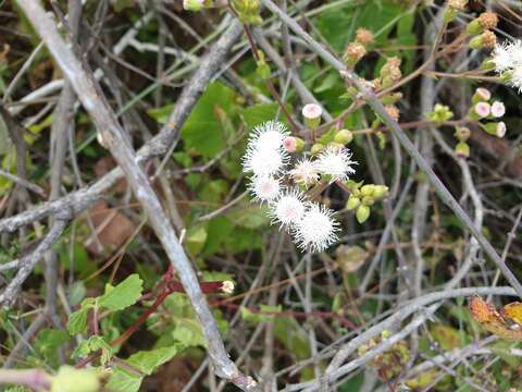 Image of Ageratina viscosissima (Rolfe) R. King & H. Rob.