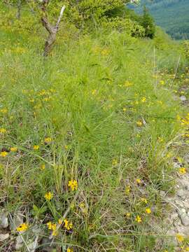 Peucedanum officinale L. resmi