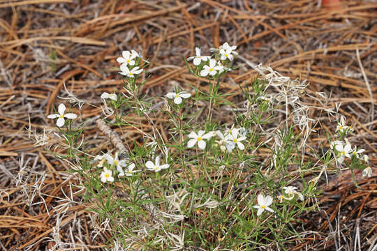 Image of Nuttall's linanthus