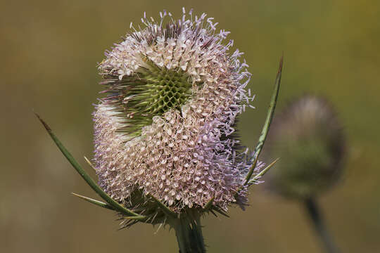 Image of Dipsacus comosus Hoffmanns. & Link