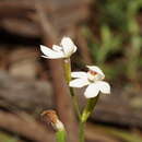 Image of Caladenia lyallii Hook. fil.