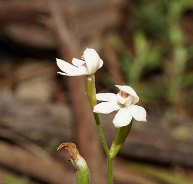 Image of Caladenia lyallii Hook. fil.