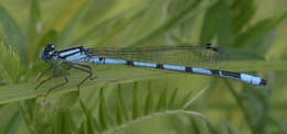 Image of Marsh Bluet