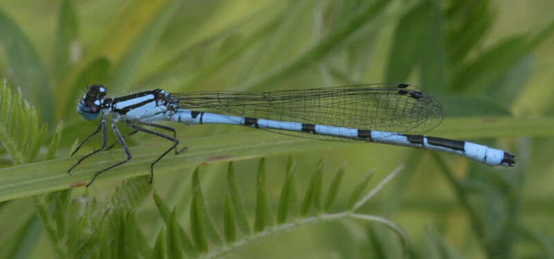 Image of Marsh Bluet