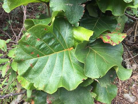 Coccoloba pubescens L. resmi