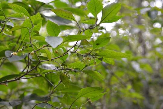 Image of Physalis campechiana L.