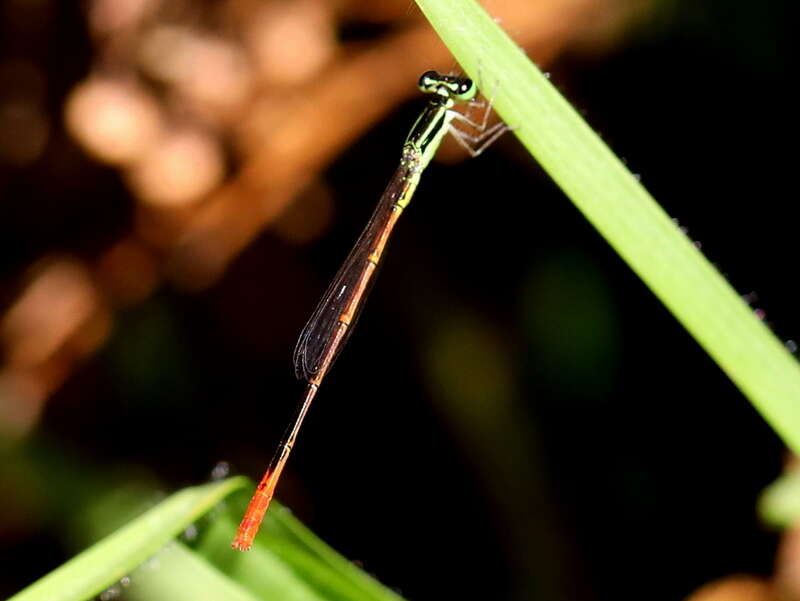 Sivun Agriocnemis falcifera Pinhey 1959 kuva