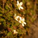 Image of Arenaria balearica L.