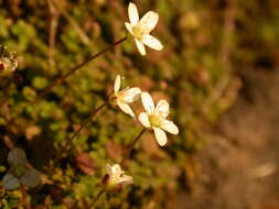 Imagem de Arenaria balearica L.