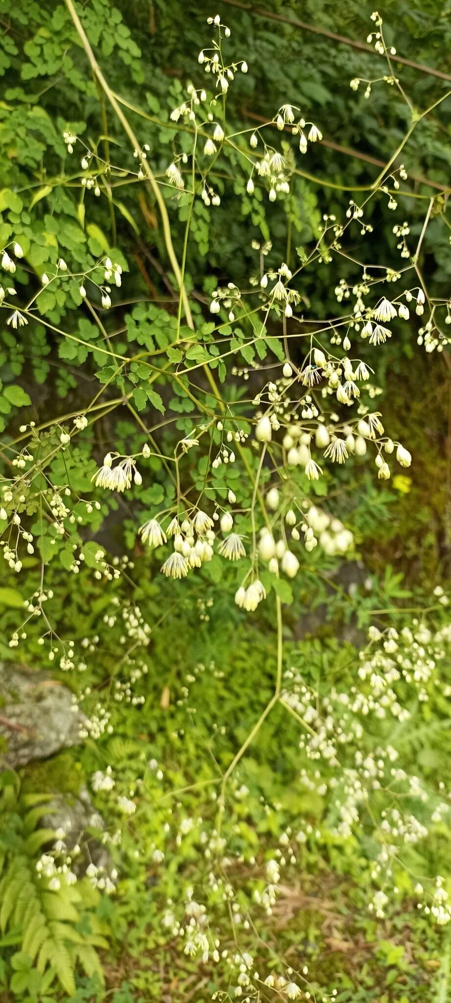 Sivun Thalictrum foliolosum DC. kuva