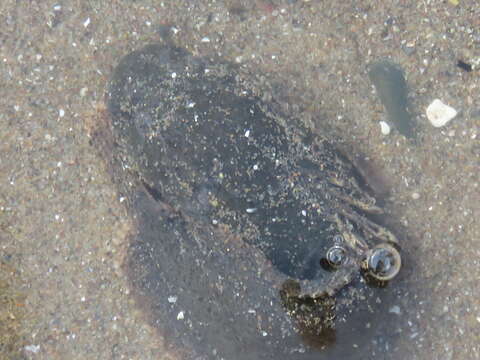Image of Atlantic seasnail