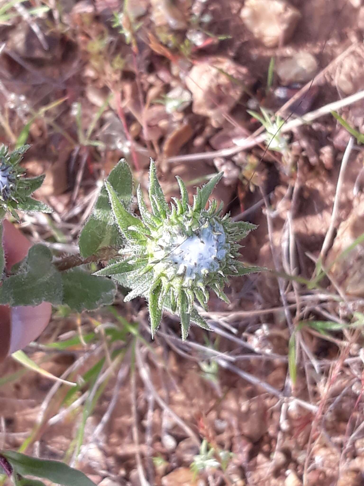 Слика од Grindelia hirsutula Hook. & Arn.