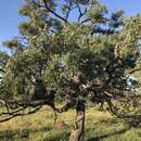 Plancia ëd Stryphnodendron adstringens (Mart.) Coville