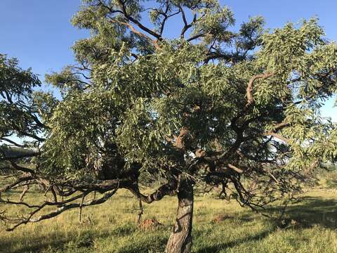 Plancia ëd Stryphnodendron adstringens (Mart.) Coville