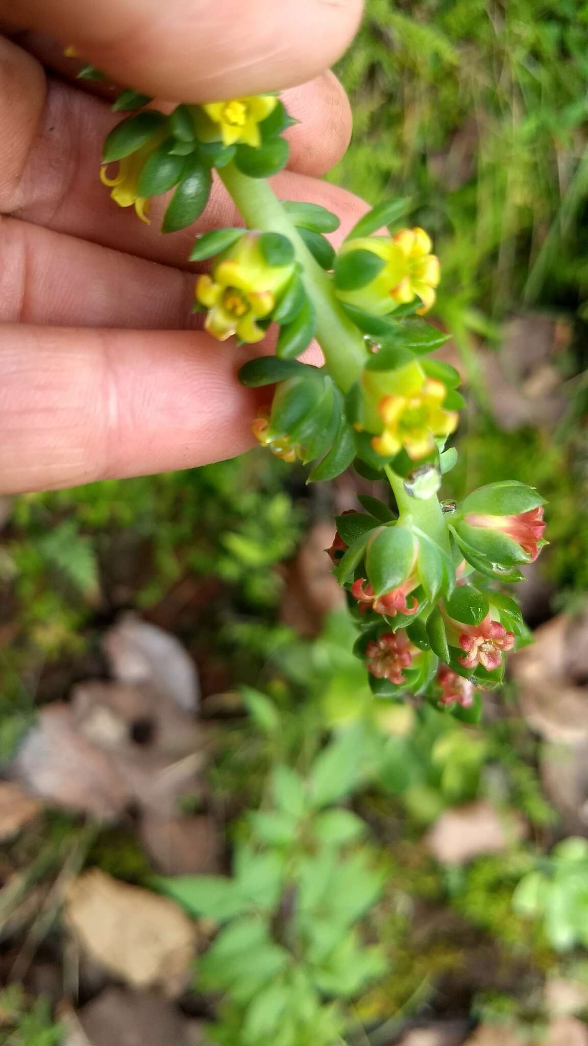 Echeveria megacalyx Walther的圖片