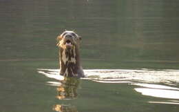 Image of giant otter