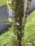 Image of Prosthechea fragrans (Sw.) W. E. Higgins