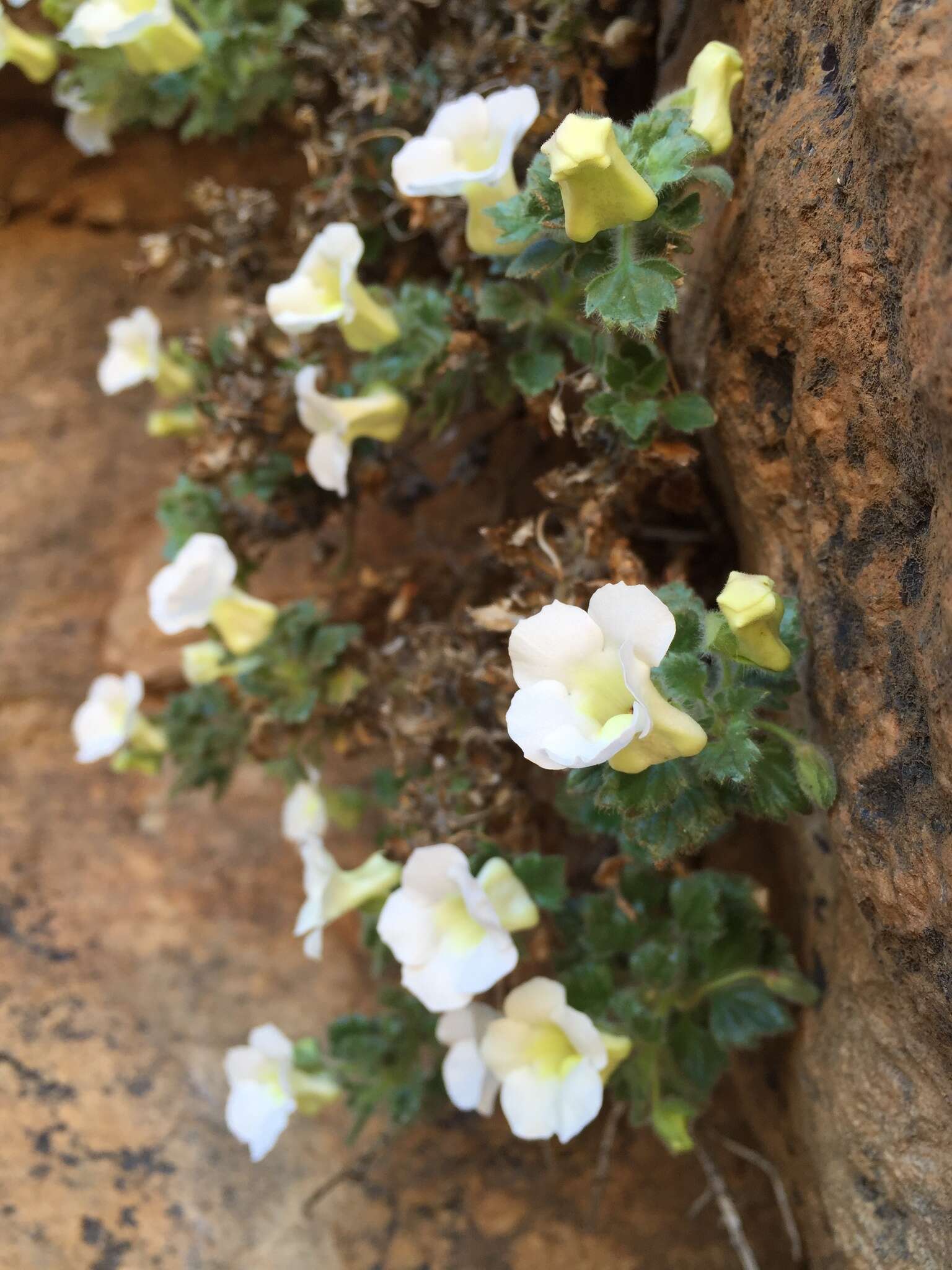 Image of Colpias mollis E. Mey.