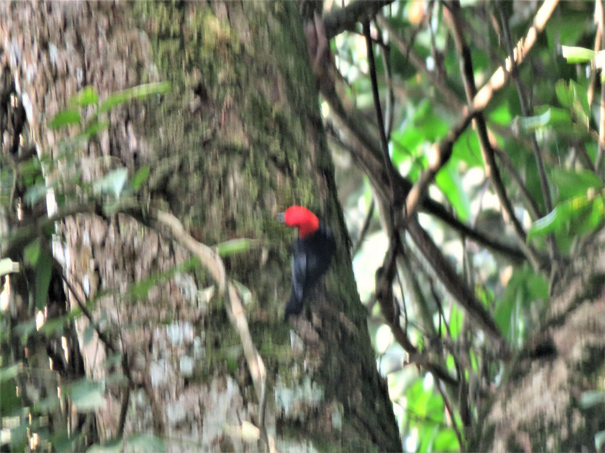 Image of Red-headed Malimbe