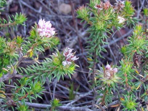 Image of Phylica gnidioides Eckl. & Zeyh.