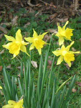 Image of Narcissus pseudonarcissus subsp. major (Curtis) Baker