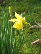 Image of Narcissus pseudonarcissus subsp. major (Curtis) Baker