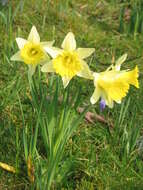 Image of daffodil