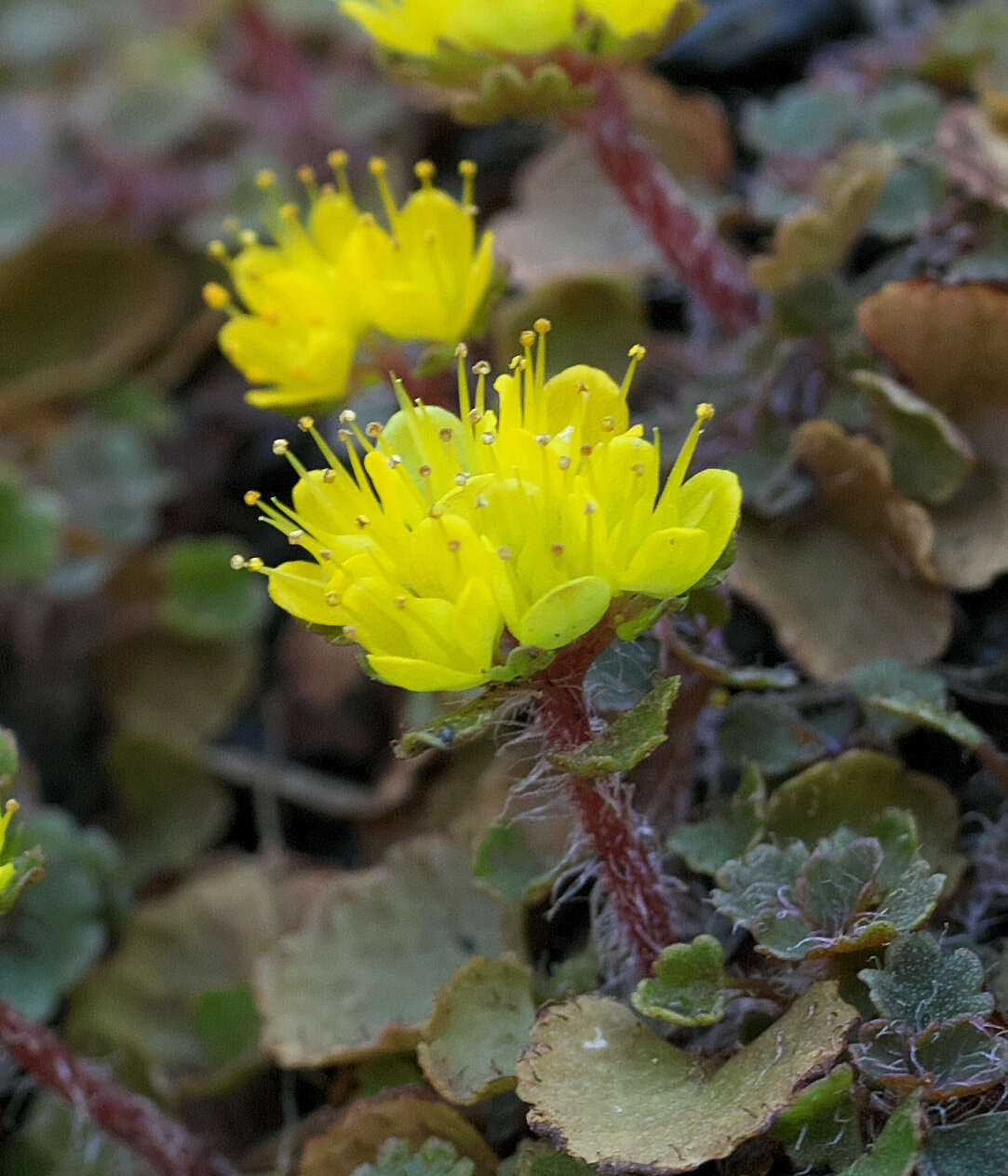 Image of Chrysosplenium album var. flavum Hara