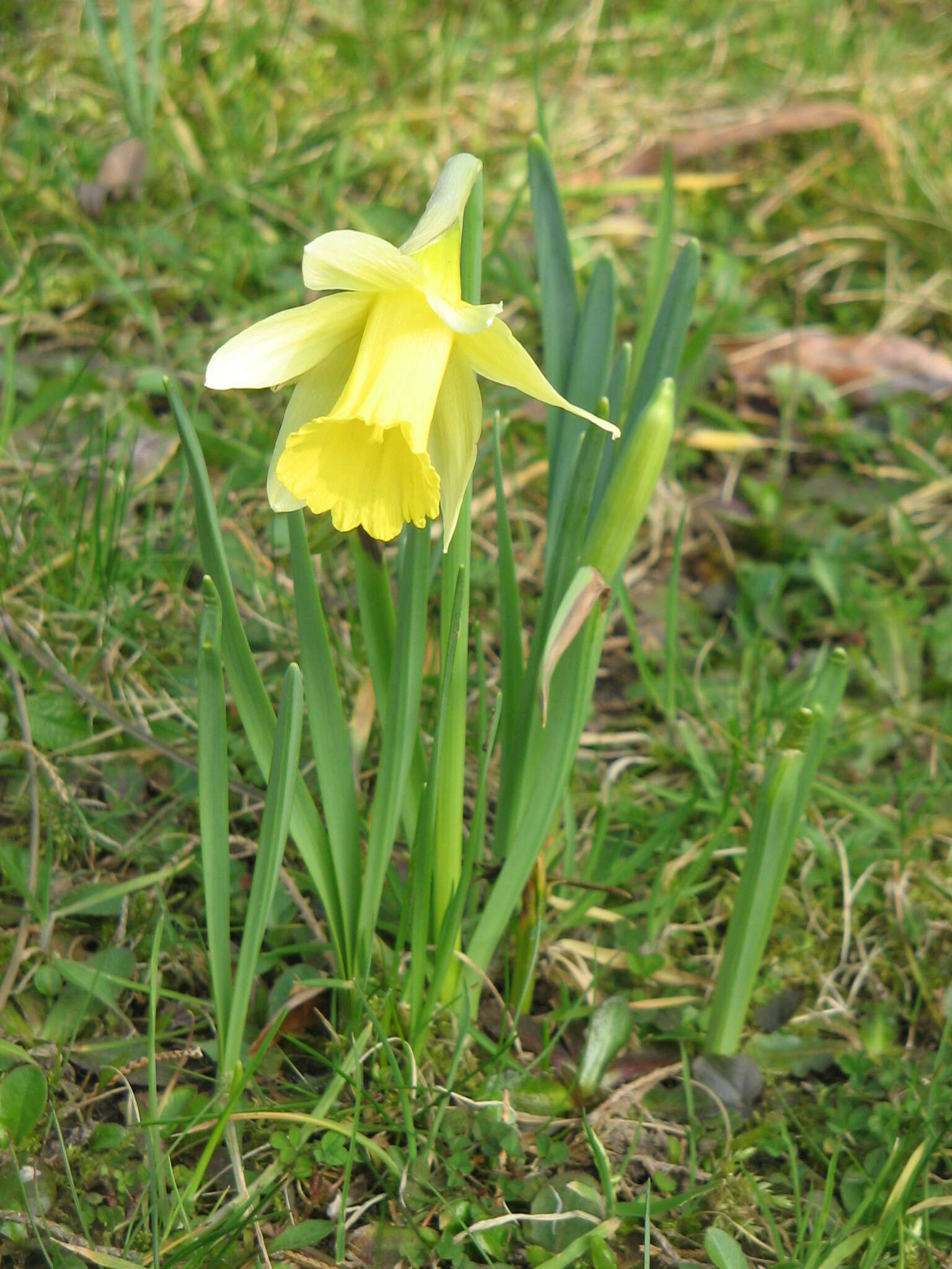 Image of daffodil