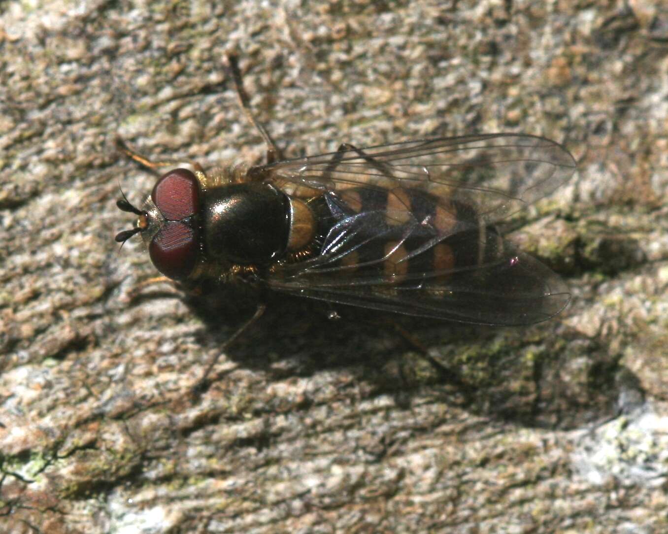 Image of Parasyrphus punctulatus (Verrall 1873)